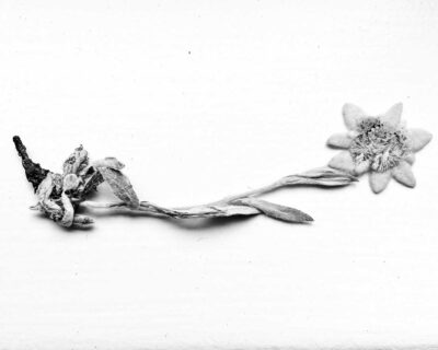 Edelweiss mit Blüte und Wurzel