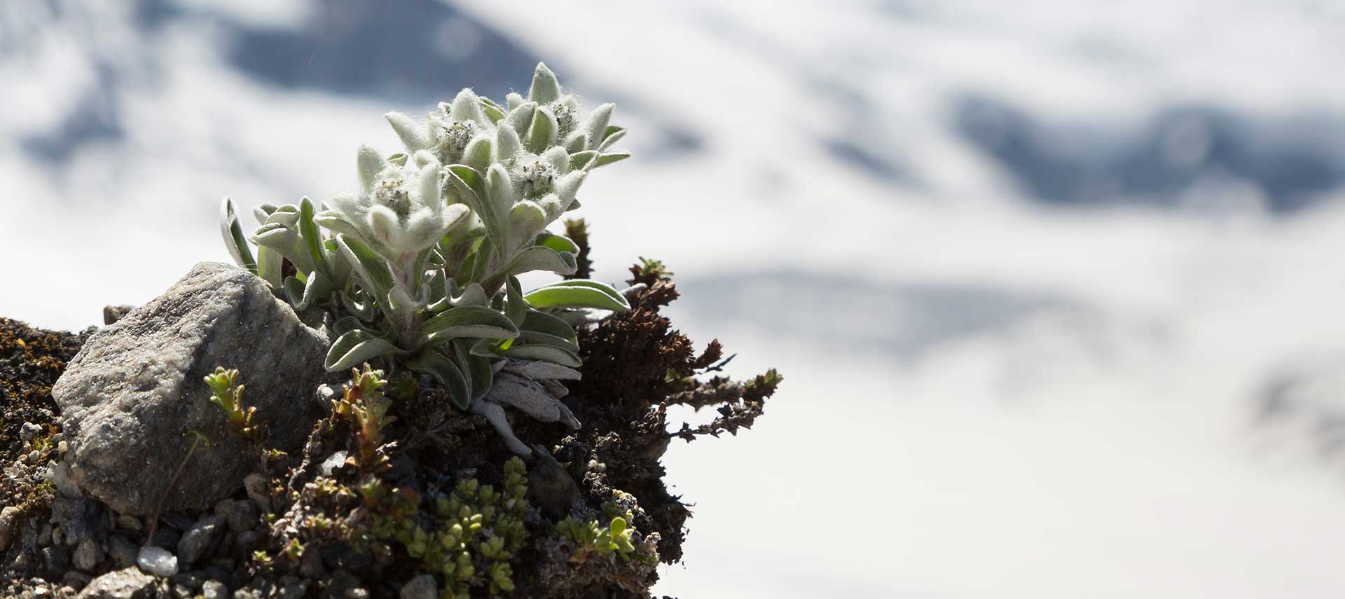 Das Edelweiß: eine Alpenblume