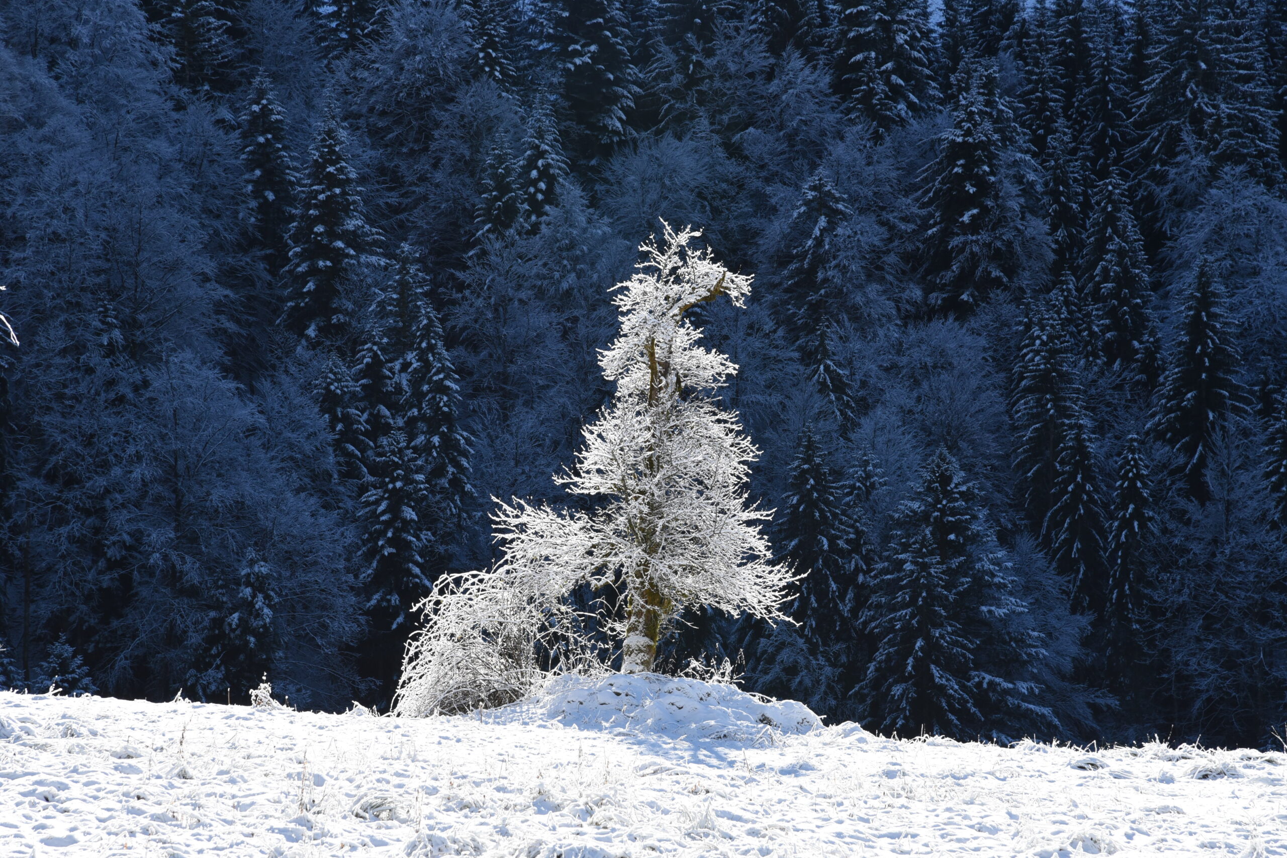 Winterlandschaft