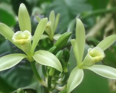 Blüten der Vanillepflanze