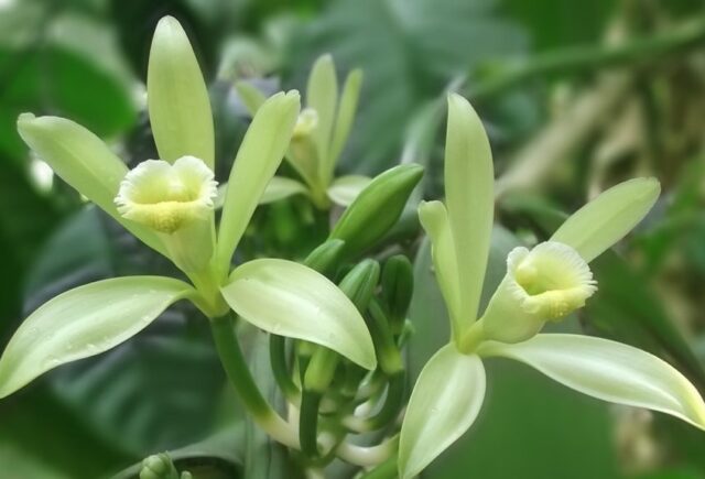 Blüten der Vanillepflanze